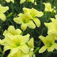 Green Flutter Reblooming Daylily