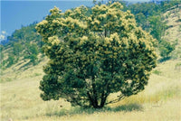 Acacia Mearnsii Black Wattle Tree Seeds