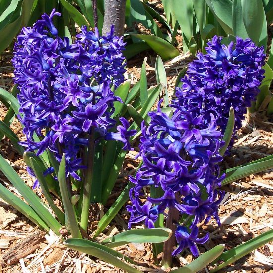 Ocean Purple Bulb