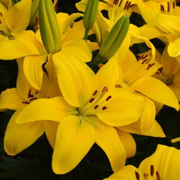 Lilium LA Hybrid Calais Bulbs