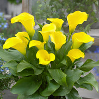 Calla Lily Yellow Bulb