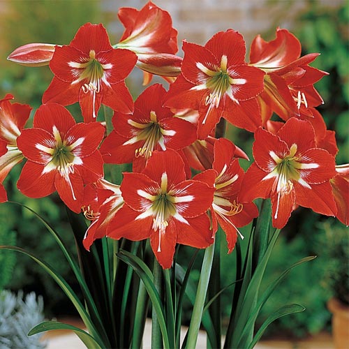 Dutch Amaryllis Mix Colors Bulbs