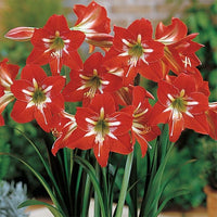 Dutch Amaryllis Mix Colors Bulbs