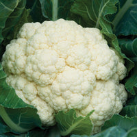 Amazing – Cauliflower Seed