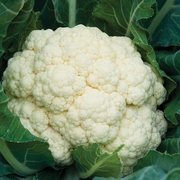 Amazing – Cauliflower Seed