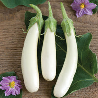 Aretussa – Eggplant Seed