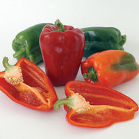 Ace – Bell Pepper Seed