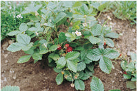 Alexandria – Alpine Strawberry Seeds