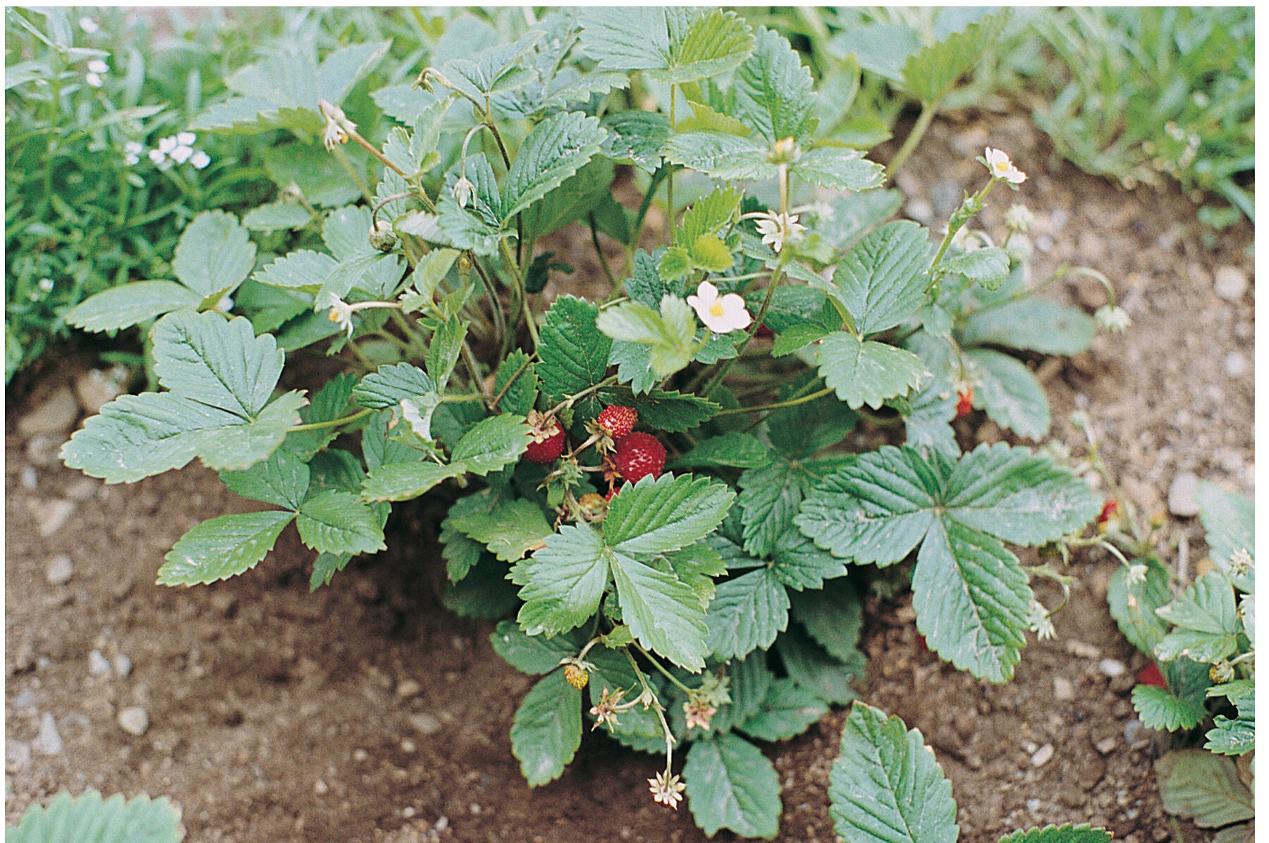 Alexandria – Alpine Strawberry Seeds