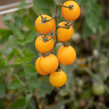 Tomato- Gold Nugget