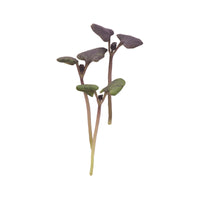 Basil, Bicolor – Organic Microgreen Seed