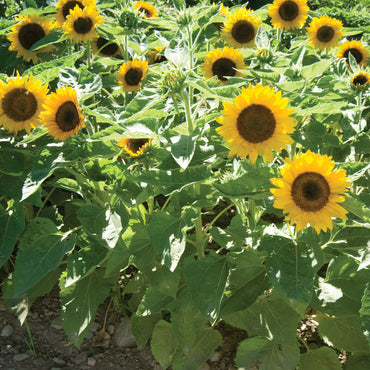 Holiday – Sunflower Seed