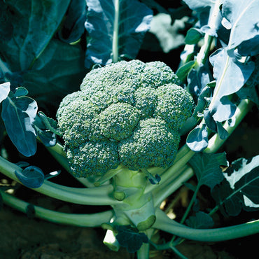 Belstar – Organic Broccoli Seed