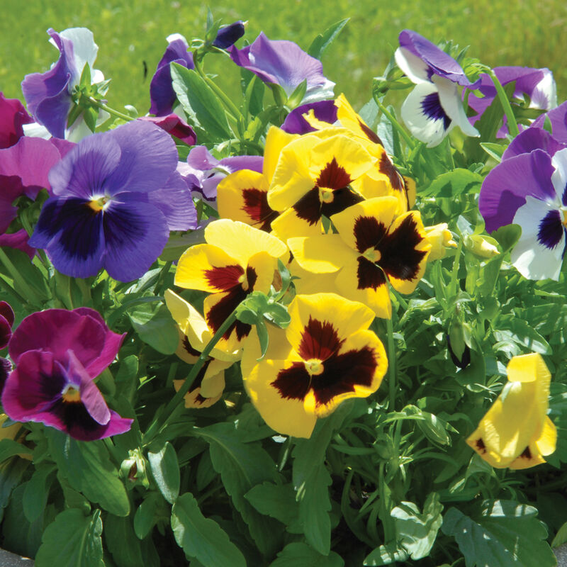 Majestic Giants II Formula Mix – Viola Seed