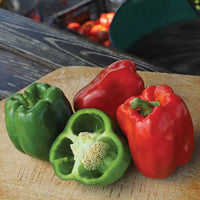 Ace – Bell Pepper Seed