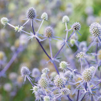 Blue Glitter – Eryngium Seed