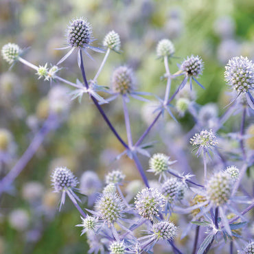 Blue Glitter – Eryngium Seed