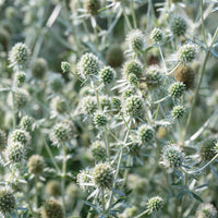 White Glitter – Eryngium Seed