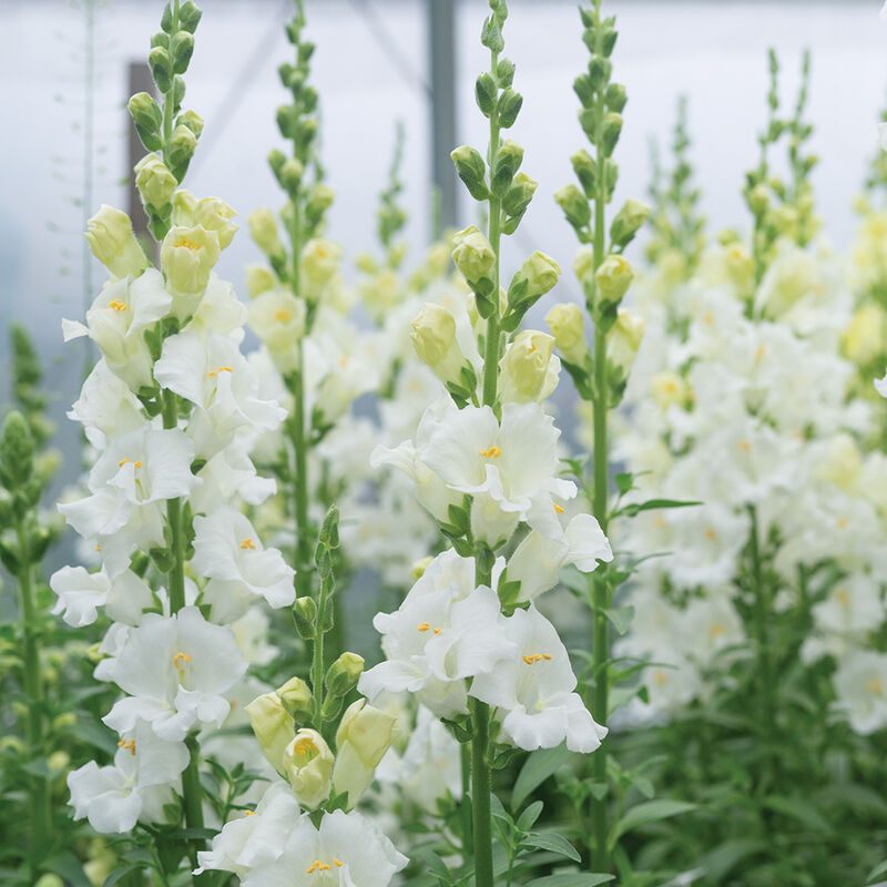 Chantilly White – Snapdragon Seed