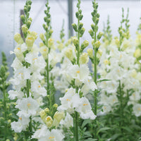 Chantilly White – Snapdragon Seed