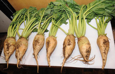 Sugar Beet