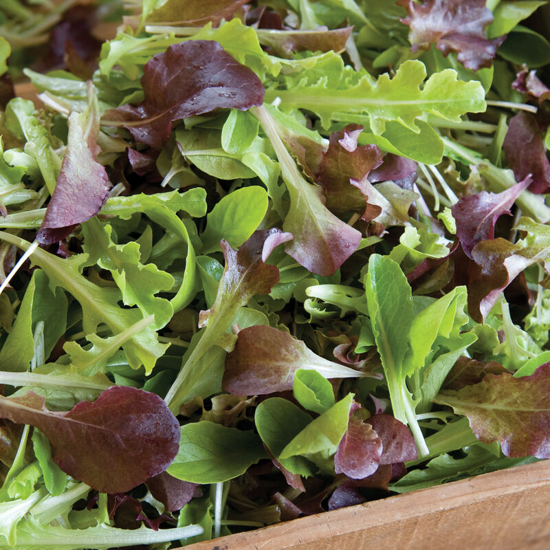 Wildfire Lettuce Mix – Lettuce Seeds