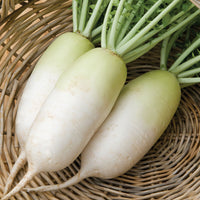 Alpine – Radish Seed