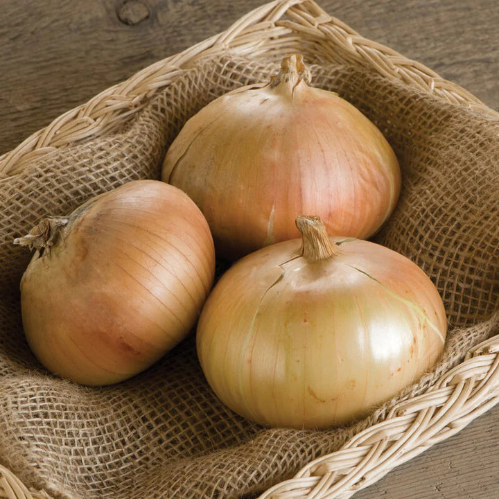 Yankee – Organic Onion Seed