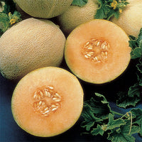 Triton – Melon Seed