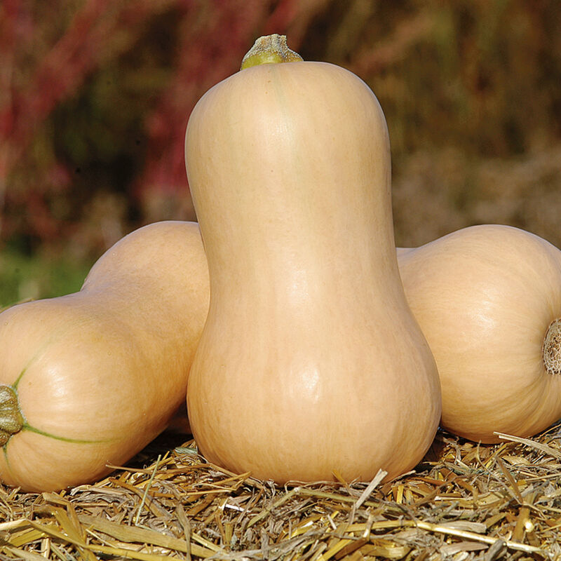 Block Party – Organic Butternut Squash Seed