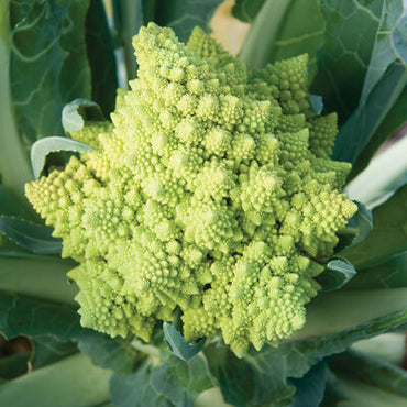 Whitaker – White Romanesco Cauliflower Seeds