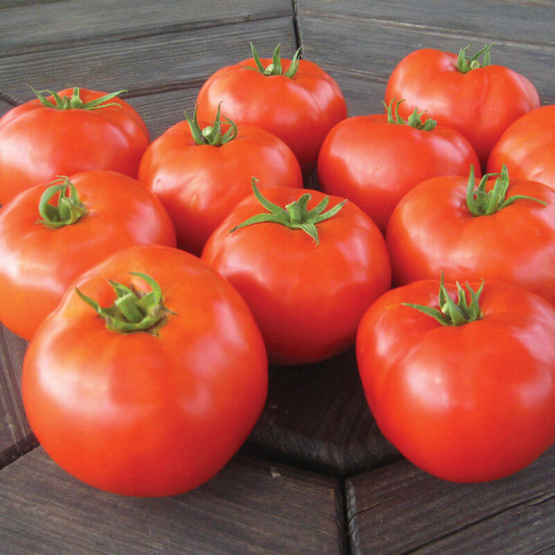 BHN 589 – Tomato Seed