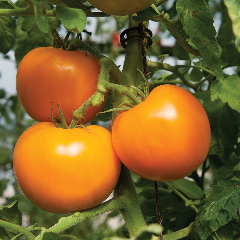 Valencia – Organic Tomato Seed