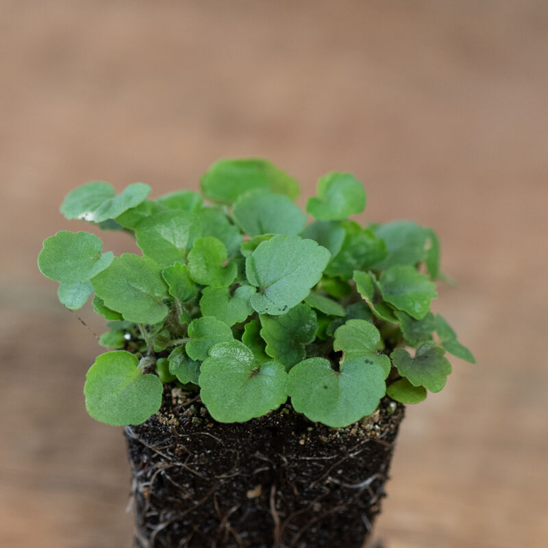 Anise Hyssop – Microgreen Seed