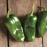 Bastan – Organic Poblano Pepper Seed