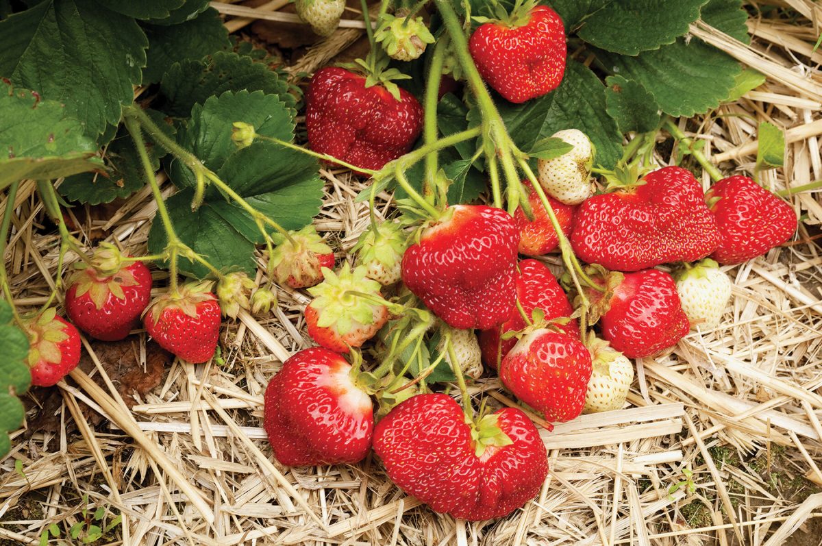 AC Valley Sunset – Strawberry Plants Seed