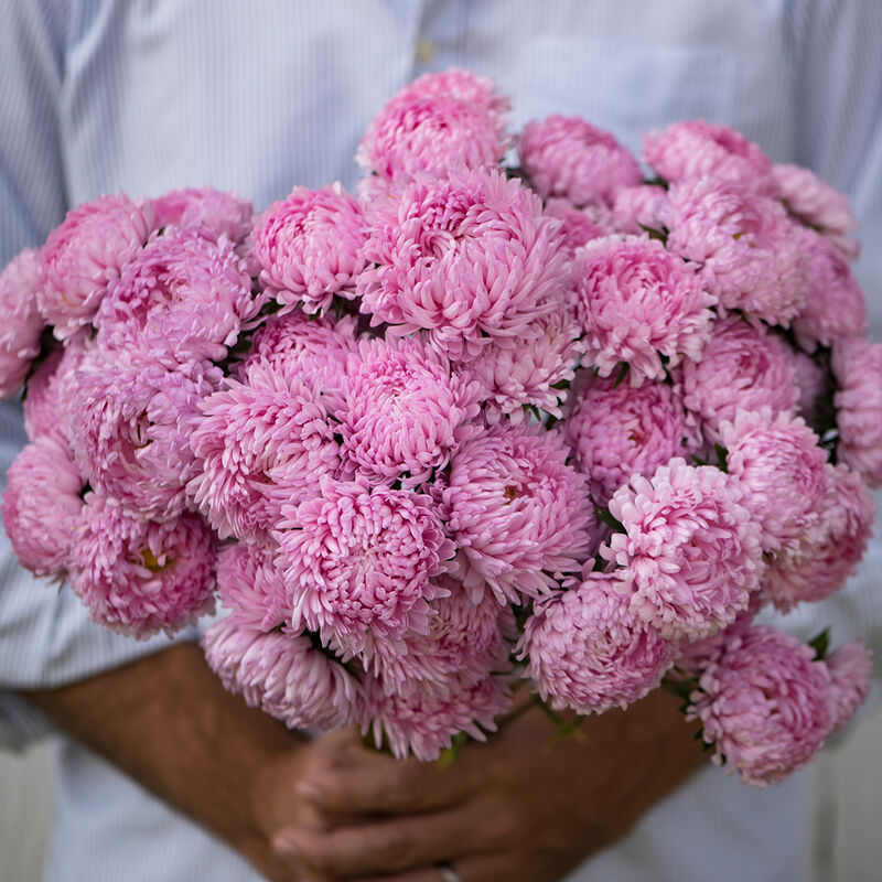 Tower Salmon – China Aster Seed