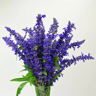 Victoria Blue – Salvia Seed