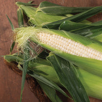 Xtra-Tender 3473 – Corn Seed