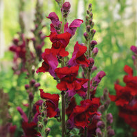 Cannes Red II–III – Snapdragon Seed