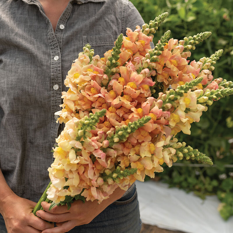 Costa Apricot – Snapdragon Seed