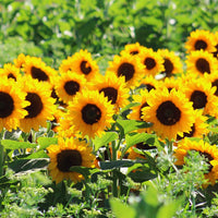 Sunrich Orange Summer – Sunflower Seed