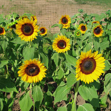 Sunbright Supreme – Sunflower Seed