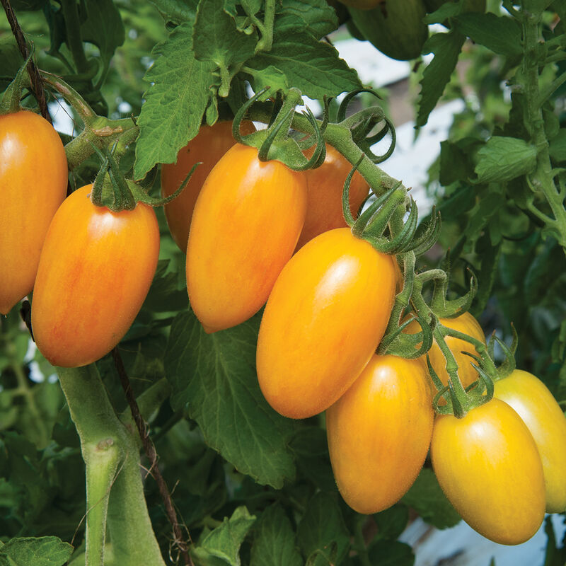 Blush – Organic Tomato Seed