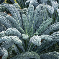 Black Magic Organic Lacinato Kale Seeds