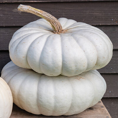 Valenciano – Pumpkin Seed