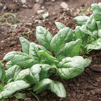 Acadia – Organic Spinach Seed