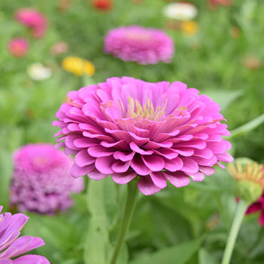 Zinnia- Benary's Giant Lilac 250 seeds