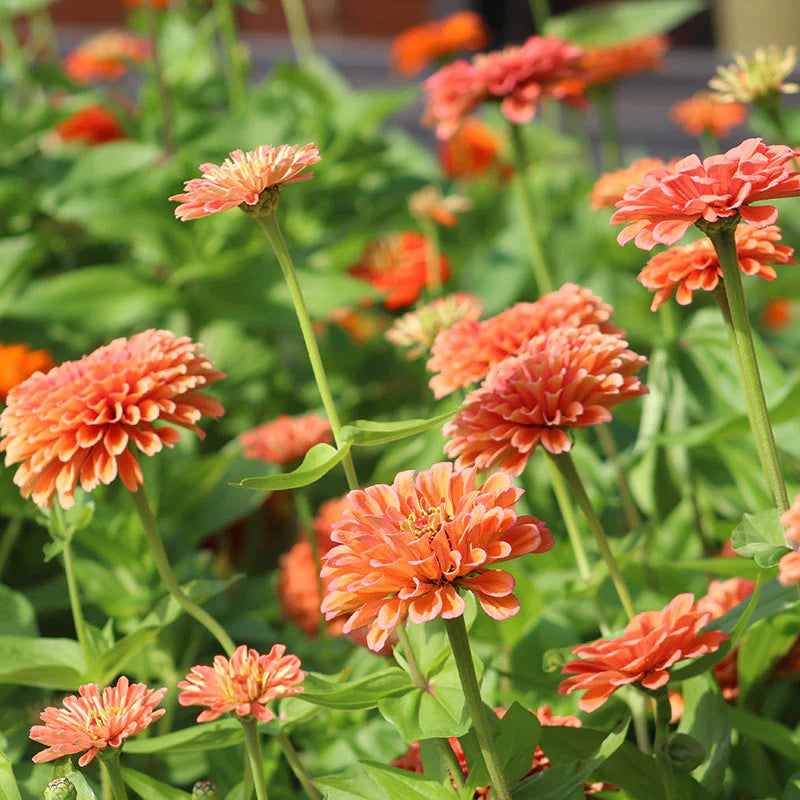 Zinnia- Benary's Giant Salmon Rose 250 seeds