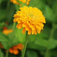 Benary’s Giant Golden Yellow – Zinnia Seed